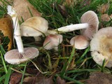 Stropharia inuncta image
