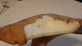 Polyporus radicatus image