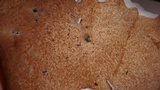 Polyporus radicatus image