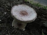 Leucoagaricus americanus image