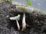 Leucoagaricus americanus image