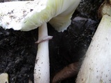 Leucoagaricus americanus image