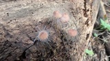 Spinellus fusiger image
