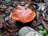 Leccinum manzanitae image