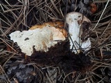 Fomitopsis schrenkii image