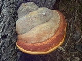 Fomitopsis schrenkii image