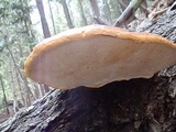 Fomitopsis schrenkii image