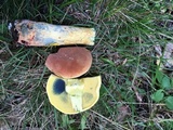 Lanmaoa pseudosensibilis image