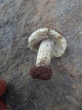 Inocybe chelanensis image