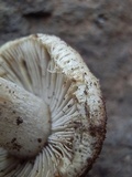 Inocybe chelanensis image