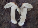 Inocybe chelanensis image