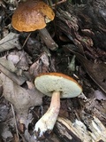Leccinum longicurvipes image
