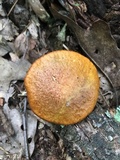 Leccinum longicurvipes image