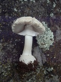 Amanita tlaxcalipanthera image