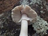 Amanita tlaxcalipanthera image