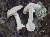 Amanita tlaxcalipanthera image