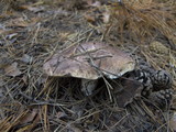 Sarcodon leucopus image