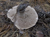 Sarcodon leucopus image