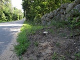 Leucoagaricus americanus image