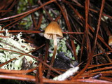 Galerina vittiformis image