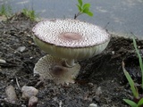 Leucoagaricus americanus image