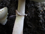 Leucoagaricus americanus image