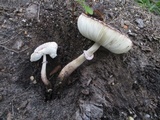 Leucoagaricus americanus image
