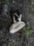 Leucoagaricus americanus image