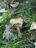 Armillaria solidipes image