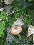 Armillaria solidipes image