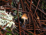 Galerina vittiformis image