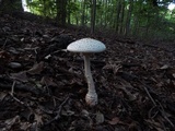 Amanita cokeri image