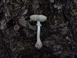 Amanita cokeri image