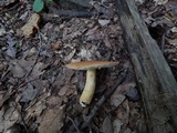 Russula ballouii image