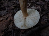 Russula ballouii image