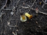 Hygrocybe caespitosa image