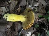 Boletus auripes image