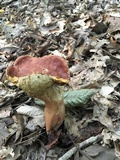 Xanthoconium purpureum image