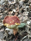 Xanthoconium purpureum image