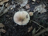 Lepiota brunneoincarnata image