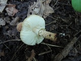 Lepiota brunneoincarnata image