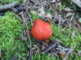 Hygrocybe aurantiosplendens image