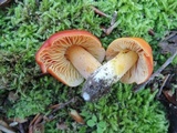 Hygrocybe aurantiosplendens image