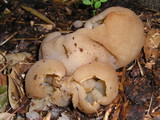Peziza vesiculosa image