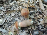 Tylopilus badiceps image