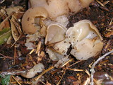 Peziza vesiculosa image