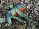 Boletus rufocinnamomeus image