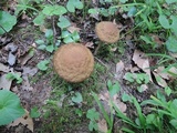 Leccinellum quercophilum image
