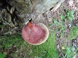 Fistulina hepatica image