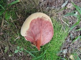 Fistulina hepatica image